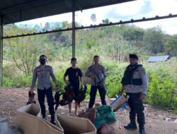 Siang Bolong Berjudi Sabung Ayam di Oi Fo’O, Digerebek Ton 1 Dalmas Polres Bima Kota