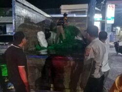 10 Jirigen Jumbo Miras  Tradisional Jenis Sofi Disita Polsek Sape Bersama KP3 Laut Sape Kiriman dari Labuan Bajo