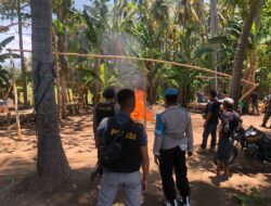 Gerak Cepat, Polsek Lambu Gerebek Judi Sabung Ayam, Para Penjudi Lari Kocar Kacir