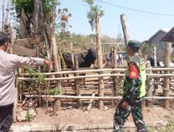 Bhabinkamtibmas dan UPT Peternakan Salurkan Vaksinasi PMK di Desa Kombo, Wawo