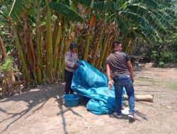 Dua arena Judi Sabung Ayam di Buat Kocar Kacir, Digrebek  Polsek Bolo Alat Peraganya Dibakar