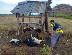 Personel Polsek Bolo Bantu Evakuasi Korban Tersambar Petir Ke RS Sondosia