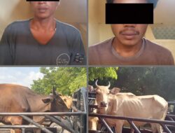 Dua dari Enam Terduga Komplotan Pencurian Hewan Ternak Berhasil Diamankan Personel Polsek Soromandi