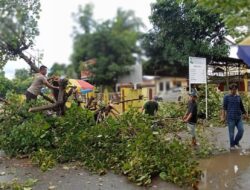 Gerak Cepat, Polsek Bolo Evaluasi Pohon Tumbang Tutup  Akses Jalan