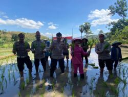 Kapolres Bima Kota dan Ketua Bhayangkari Cabang Bima Kota Bersama Warga Tani Tanam Padi di Persawahan Nungga, Dukung Ketahanan Pangan Nasional