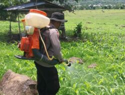 Ketahanan Pangan Nasional, Bhabinkamtimas Polsek Bolo Lakukan Penyemprotan Gulma di Lahan Jagung Milik Warga Binaan