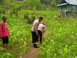 Dukung Penuh Program Asta Cita Presiden RI, Bhabinkamtibmas Polsek Bolo Tinjau Tanam Jagung Milik Warga Binaan