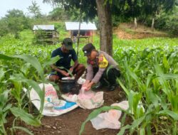 Bhabinkamtibmas Polsek Bolo, Tinjau Lahan Jagung Milik Warga, Dukung Program Ketahanan Pangan Nasional