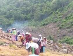 Dukung Program Asta Cita Presiden RI, Bhabinkabtibmas Polres Bima Kota Tanam Jagung dan Ubi untuk Ketahanan Pangan