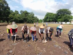 Dukung Program Ketahanan Pangan Nasional, Polsek Bolo Bersama Warga Laksanakan Penanaman Jagung Secara Serentak
