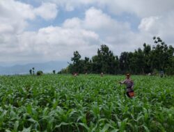 Sukseskan Ketahanan Pangan Nasional, Polsek Donggo Tinjau dan Laksanakan Pemupukan Jagung di Lahan Milik Warga
