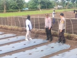 Sukseskan Program Ketahanan Pangan Nasional, Bhabinkamtibmas Polsek Bolo Cek Lahan Bergizi Milik Warga Binaan