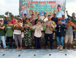 Sukseskan Program Presiden RI, Kapolres Bima Salurkan Bantuan Pupuk dan Bibit Saat Hadiri Tanam dan Panen Raya Tomat Bersama Petani Milenial