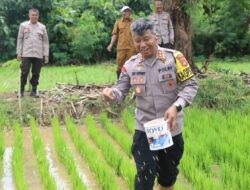 Kapolres Bima AKBP Eko Sutomo S.I.K.,M.I.K., Pimpin Penanaman Jagung Serentak di Lahan Milik Mapolsek Monta
