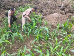Wujud Dukung Ketahanan Pangan Nasional, Bhabinkamtibmas Polsek Dongggo Laksanakan Pemupukan Jagung di Bersama Warga