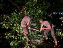 Siaga Bencana Sat Samapta Polres Bima  2 Jam Diguyur Hujan Bersihkan Pohon Tumbang