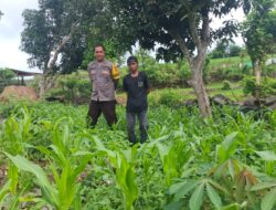 Bhabinkamtibmas Desa Pesa Sosialisasikan Pemanfaatan Pekarangan di So Wadu Pa’a