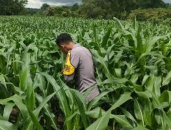 Dukung Swasembada Pangan Nasional, Bhabinkamtibmas Polsek Soromandi Rutin Lakukan Pengecekan Tanaman Jagung Milik Warga
