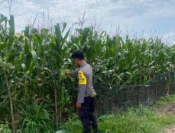Mendukung Penuh Program Ketahanan Pangan Nasional, Bhabinkamtibmas Polsek Madapangga Cek  Perkembangan tanaman jagung Milik Warga Binaan