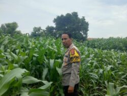Dukung Ketahanan  Pangan Nasional Bhabinkamtibmas Polsek Bolo Tinjau Progres Tanaman Jagung Milik Warga