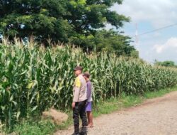 Bhabinkamtibmas Polsek Madapangga Aktif Laksanakan Peninjauan Tanaman Jagung Milik Warga Guna Mendukung Ketahanan Pangan Nasional