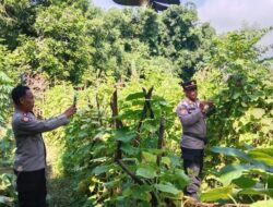 Tinjau Progres Lahan Bergizi Tumpang Sari, Langkah Bhabinkamtibmas Polsek Bolo Mendukung Program Asta Cita Presiden RI