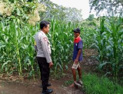 Demi Terwujudnya Ketahanan Pangan Nasional Bhabinkamtibmas Polsek Bolo Aktif Dampingi dan Cek Tanaman Jagung Milik Warga