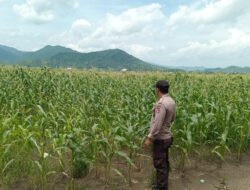Mendukung Penuh Program Ketahanan Pangan Nasional dan Sukseskan Swasembada pangan Bhabinkamtibmas Polsek Belo Cek Tanaman Warga