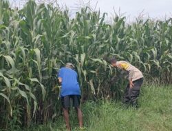 Dorong Ekonomi Masyarakat dan Sukseskan Ketahanan Pangan Nasional, Bhabinkamtibmas Polsek Bolo Tinjau Progres Tanaman Jagung Milik Warga Binaan