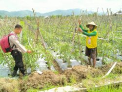 Kemandirian Pangan Tingkat Lokal dan Dukung Ketahanan Pangan Nasional Bhabinkamtibmas Polsubsektor Palibelo Cek Lahan Tomat