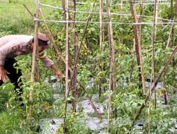 Motivasi Warga Binaan Manfaatkan Lahan Kosong dan Dukung Ketahanan Pangan Nasional Bhabinkamtibmas Polsek Belo Sambangi Petani Tomat