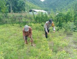 Sukseskan Program Prioritas Presiden RI, Bhabinkamtibmas Polsek Belo Sambangi Petani Cabai