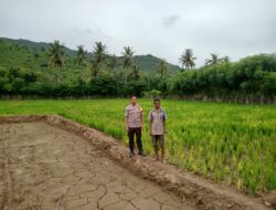Dorong Ketahanan Pangan Nasional dan Swasembada, Bhabinkamtibmas Polsek Langgudu Cek Progres Tanaman Padi di Desa Binaan