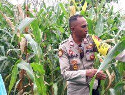 Membantu Meningkatkan Kesejahteraan Petani di Desa Binaan dan Dukung Ketahanan Pangan Nasional BKTM Polsek Bolo Aktif Dampingi Petani