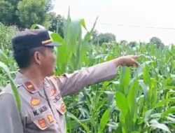 Dukung Program Ketahanan Pangan Nasional, Kapolsek Soromandi Cek Progres Tanaman Jagung di Lahan Polsek Soromandi