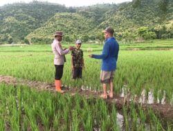 Mendongkrak Perekonomian Masyarakat dan Dukung Ketahanan Pangan Nasional BKTM Polsubsektor Palibelo Cek Progres Tanaman Padi