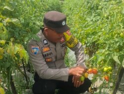 Program Ketahanan Pangan, Bhabinkamtibmas Polsek Bolo Kunjungi Kebun Tomat Milik Warga Binaan