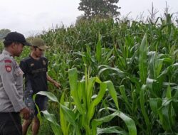 Bhabinkamtibmas Polsek Bolo Laksanakan pengecekan Lahan Jagung Dalam Program Ketahanan Pangan di Desa Binaan