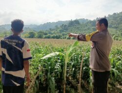 Langkah Kongkret Mendukung Ketahanan Pangan Nasional, Bhabinkamtibmas Polsubsektor Palibelo Cek Progres Tanaman Jagung Milik Warga