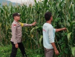 Edukasi Warga Dukung Ketahanan Pangan Nasional, Bhabinkamtibmas Polsek Bolo Cek Lahan Jagung di Desa Binaan