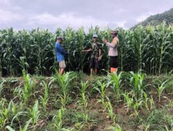 Cek Tanaman Jagung Milik Warga Binaan Wujud Dukungan Polres Bima dan Jajaran Sukseskan Ketahanan Pangan Nasional