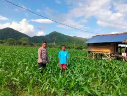 Dorong Ketahanan Pangan Nasional dan Swasembada, Bhabinkamtibmas Polsek Monta Cek Progres Tanaman Jagung di Desa Binaan