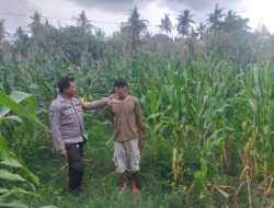 Sinergi Polri dan Masyarakat Sukseskan Ketahanan Pangan Nasional Bhabinkamtibmas Polsek Monta Cek Lahan Jagung di Desa Binaan