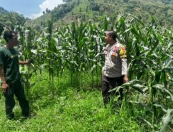 Ketahanan Pangan Nasional, Bhabinkamtibmas Polsubsektor Palibelo Cek Tanaman Jagung di Lahan Milik Warga