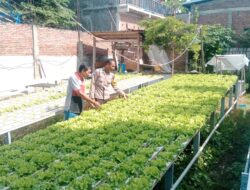 Dukung Ketahanan Pangan, Bhabinkamtibmas Kelurahan Monngonao Monitoring Lahan Pekarangan Bergizi Warga