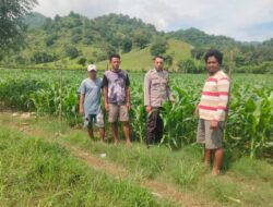 Bhabinkamtibmas Polsek Woha, Tinjau Pertumbuhan Tanaman Jagung Milik Warga Dalam Rangka Ketahanan Pangan Nasional