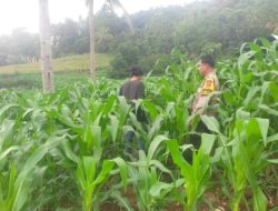Sukseskan Ketahanan pangan Nasional Bhabinkamtibmas Polsek Donggo Tinjau Pertumbuhan Tanaman Jagung Milik Warga Binaan