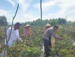 Dorong Perekonomian Masyarakat  Bhabinkamtibmas Polsek Woha Motivasi Petani Tomat di Wilayah Binaan