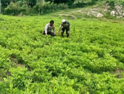 Dukung Program Prioritas Presiden RI, Bhabinkamtibmas Polsubsektor Palibelo Monitoring Lahan Kacang Tanah di Desa Binaannya