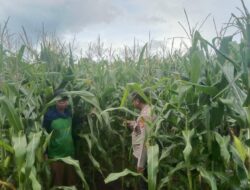 Pengecekan Lahan Jagung dan Edukasi Petani Terkait Ketahanan Pangan Nasional Rutin Dilakukan Bhabinkamtibmas Polsek Soromandi